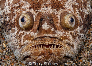 Face in the sand
— Subal underwater housing, Canon 5D mk... by Terry Steeley 